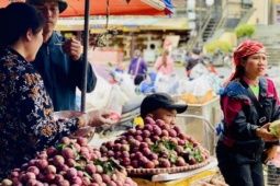 Mận hậu giảm giá sâu chỉ còn vài nghìn đồng/kg bán đổ đống đầy thị trường