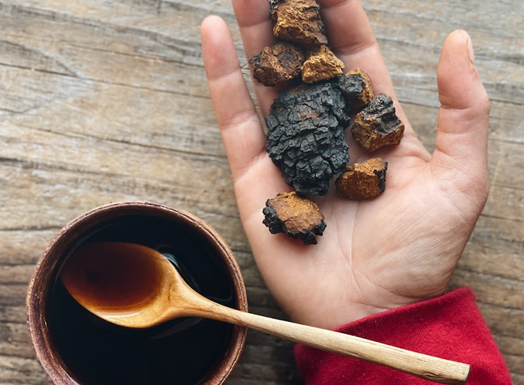 Nấm chaga có thể được dùng để nấu trà, chế biến thuốc hoặc ngâm rượu phục vụ cho mục đích bồi bổ sức khỏe.
