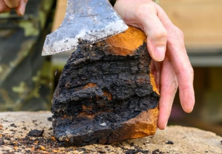 Tại Trung Quốc, loại nấm này có giá bán lên đến hơn 2.000 NDT/kg (khoảng hơn 7,2 triệu đồng/kg).
