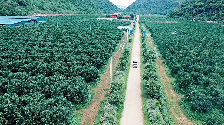 Trang trại của Vi "ngộ" ở huyện Thạch Thành (Thanh Hóa).
