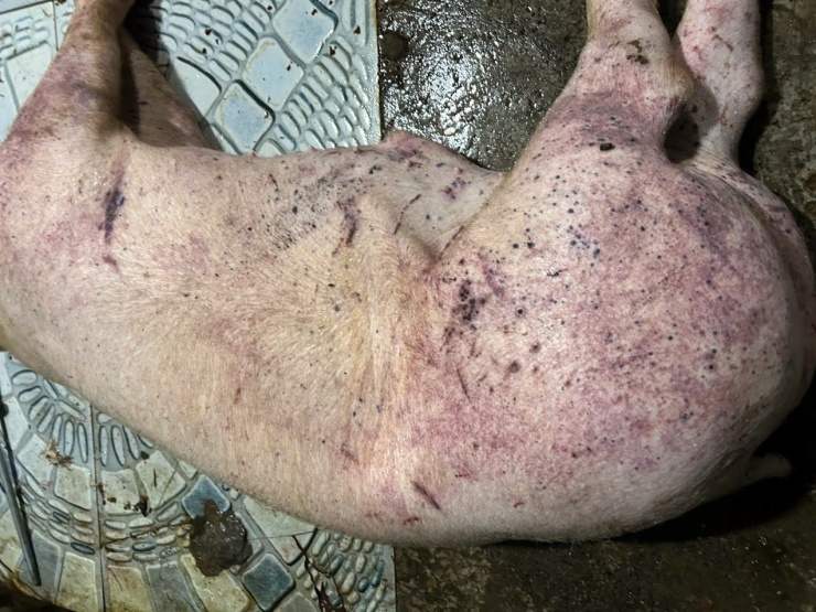 Thịt lợn bệnh được thu gom đưa về cơ sở giết mổ tại xã Nam Phù để giết mổ và đưa đi tiêu thụ tại các chợ đầu mối, trường học