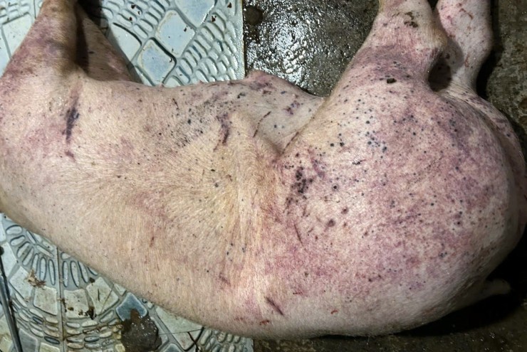 Thông tin về công ty đưa thịt lợn bệnh vào trường học tại Hà Nội