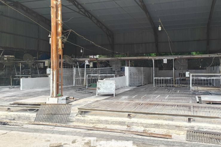 Khu vực giết mổ lợn trong cơ sở giết mổ gia súc, gia cầm.