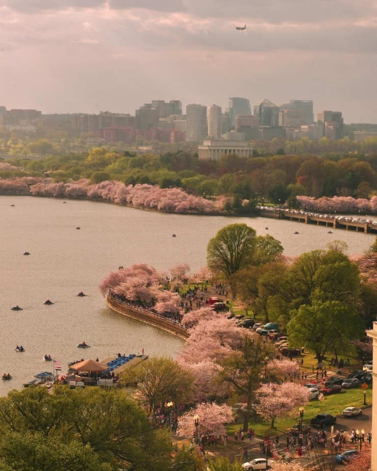 Những ngày cuối tháng 3, hoa anh đào đồng loạt nở rộ khắp thủ đô Washington D.C.. Khung cảnh quanh hồ nhân tạo Tidal Basin ngập tràn sắc hồng, trắng và dòng người đổ về tận hưởng không khí mùa xuân. Ảnh: drchubacca