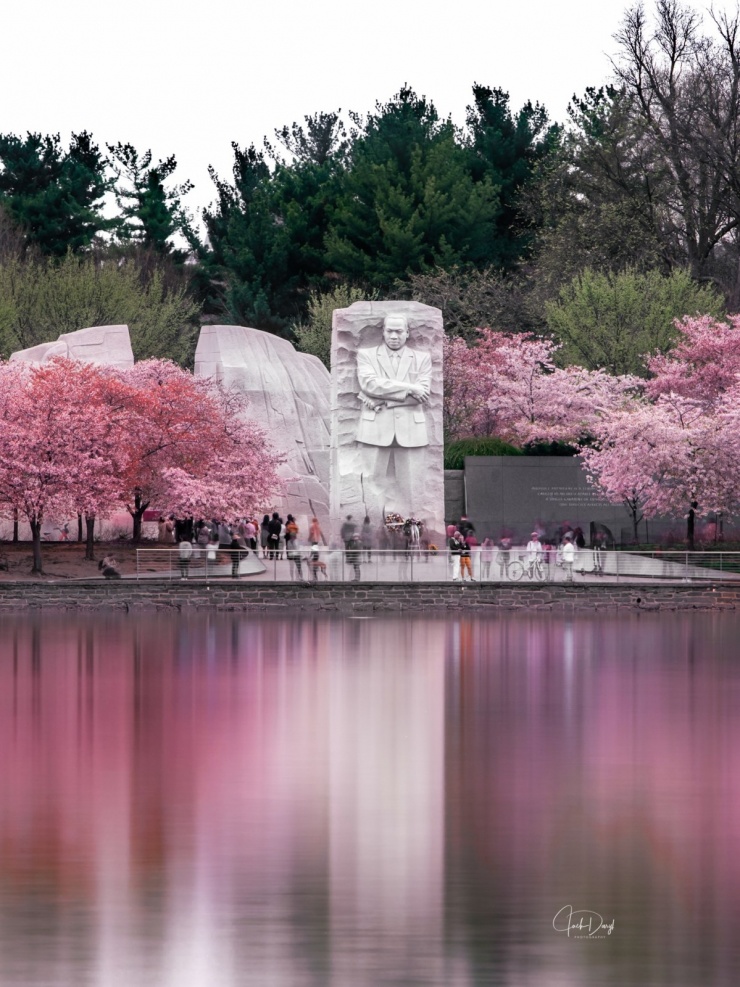 Khu vực Đài tưởng niệm Martin Luther King hoa anh đào nở hồng rực một góc trời. Ảnh: jackdaryl