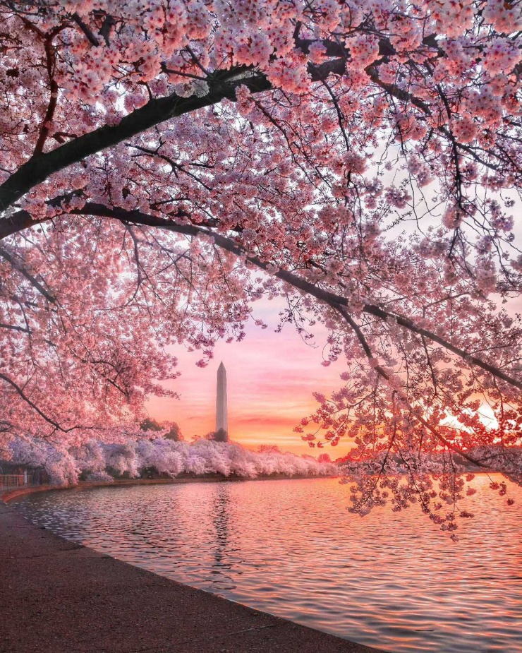 Loài hoa này cũng trở thành biểu tượng của tình hữu nghị giữa hai quốc gia. Đến nay, số lượng cây đã tăng lên gần 4.000, thu hút du khách, nhiếp ảnh gia ghé thăm mỗi khi nở rộ. Ảnh: alexchin