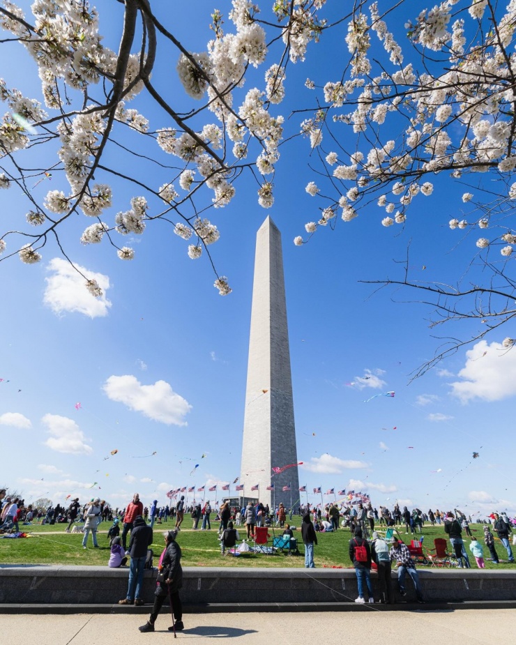 Những bông hoa trắng muốt, nở thành chùm to, nổi bật trời nền trời xanh ở khu vực Tượng đài Washington. Ảnh: alexchin
