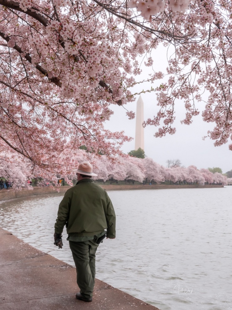 Nhiều năm nay, công viên National Mall và hồ nhân tạo Tidal Basin ở trung tâm Washington, cách Nhà Trắng khoảng 4 km, luôn là điểm đến hút khách vào mùa xuân nhờ hàng nghìn cây hoa anh đào cổ thụ bung nở. Ảnh: jackdaryl