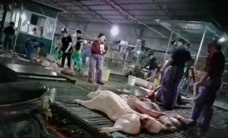 Vụ tuồn thịt lợn bệnh đưa vào trường học gây bức xúc, lo lắng với nhiều phụ huynh.