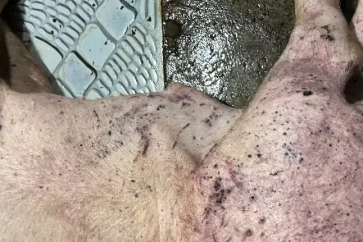 Hơn 300 tấn lợn bệnh tuồn vào trường học, chợ đầu mối: Lo ngại sức khỏe học sinh