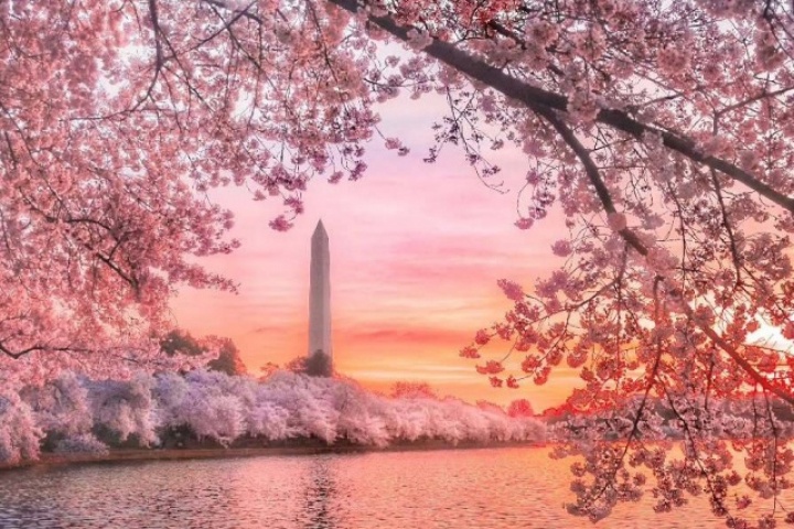 Washington nhuộm sắc hồng khi hoa anh đào nở rộ