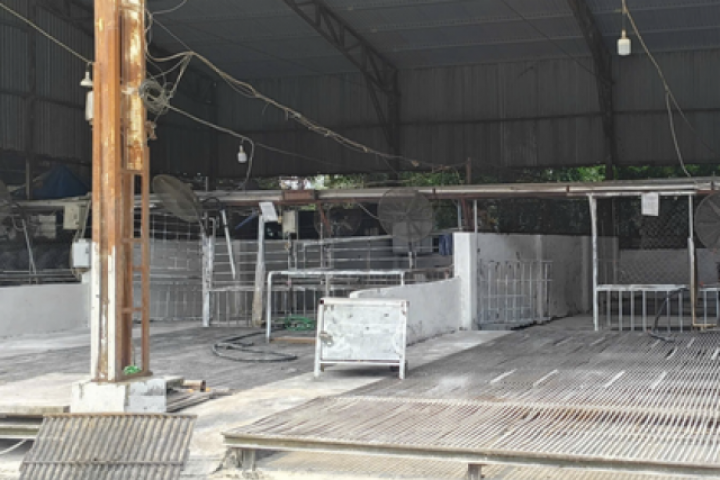 Cán bộ kiểm dịch thú y "vòi tiền" tiếp tay tiêu thụ 3.600 con heo bệnh