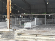 Cán bộ kiểm dịch thú y "vòi tiền" tiếp tay tiêu thụ 3.600 con heo bệnh