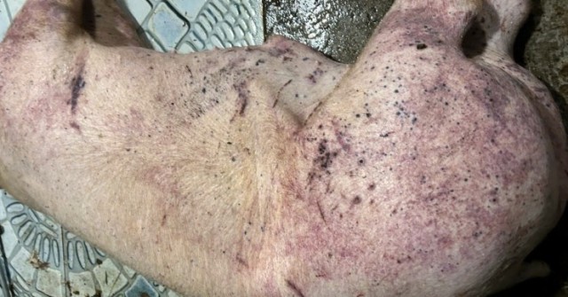 Thông tin về công ty đưa thịt lợn bệnh vào trường học tại Hà Nội