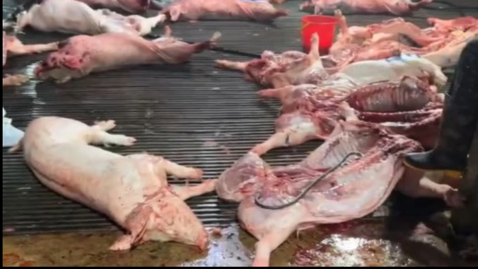 Heo nhiễm dịch bệnh vẫn được giết mổ, tuồn ra chợ đầu mối và trường học