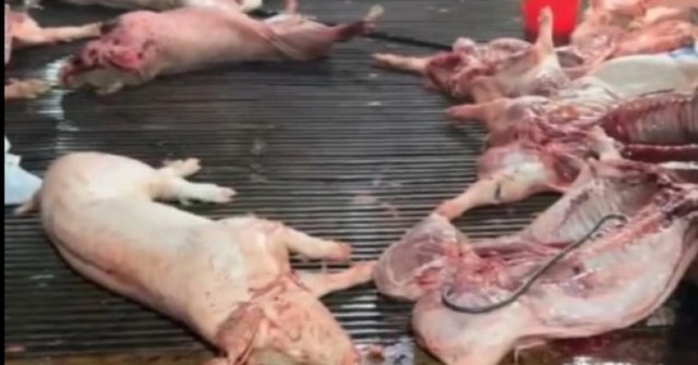 Vụ heo bệnh vào trường học: Công ty CP Dịch vụ suất ăn Công nghiệp Hà Nội nói mình là "nạn nhân"