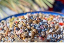 Săn lùng loại ốc nhỏ như cúc áo, hương vị độc lạ
