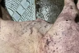 Hơn 300 tấn lợn bệnh tuồn vào trường học, chợ đầu mối: Lo ngại sức khỏe học sinh