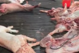 Vụ heo bệnh vào trường học: Công ty CP Dịch vụ suất ăn Công nghiệp Hà Nội nói mình là "nạn nhân"