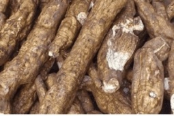 Loại củ Việt được ví như "nhân sâm trắng", ăn vào giúp khỏe từ trong ra ngoài