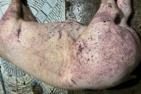 Thông tin về công ty đưa thịt lợn bệnh vào trường học tại Hà Nội