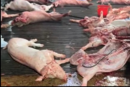 Vụ heo bệnh vào trường học: Công ty CP Dịch vụ suất ăn Công nghiệp Hà Nội nói mình là "nạn nhân"