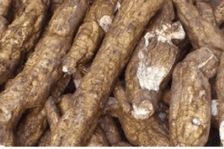 Loại củ Việt được ví như "nhân sâm trắng", ăn vào giúp khỏe từ trong ra ngoài