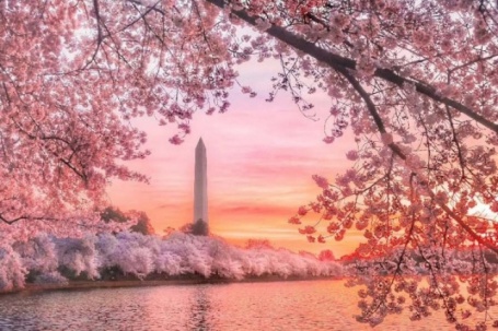 Washington nhuộm sắc hồng khi hoa anh đào nở rộ