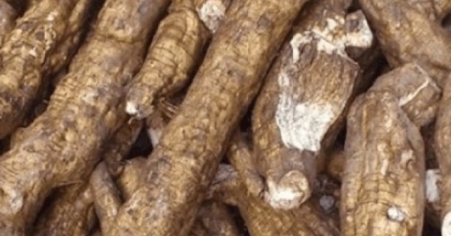 Loại củ Việt được ví như "nhân sâm trắng", ăn vào giúp khỏe từ trong ra ngoài