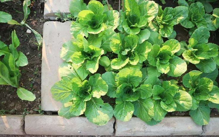 Đặc biệt, hàm lượng vitamin C trong cải giúp tăng cường sức đề kháng, trong khi vitamin A hỗ trợ hệ miễn dịch, giúp cơ thể chống lại các tác nhân gây bệnh. Bên cạnh đó, các hợp chất trong cải bẹ xanh còn góp phần giảm cholesterol xấu, tốt cho tim mạch, đồng thời chứa glucosinolates , đây là chất có khả năng hỗ trợ ngăn ngừa sự phát triển của tế bào ung thư.