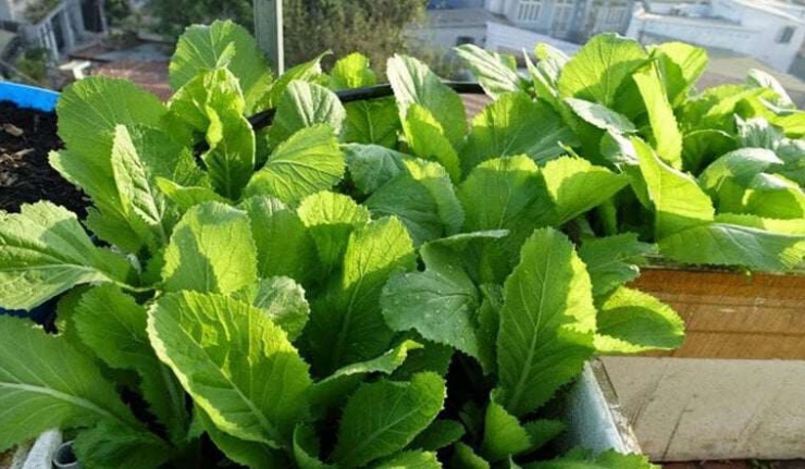 Không chỉ là món ăn quen thuộc, cải bẹ xanh còn được đánh giá cao về giá trị dinh dưỡng. Loại rau này chứa nhiều vitamin A, B, C, K cùng các hợp chất có lợi như caroten, axit nicotic… Theo y học cổ truyền, cải có vị cay, tính ấm, giúp giải cảm, tiêu đờm, hỗ trợ hô hấp. Hạt cải cũng được sử dụng như một vị thuốc trong một số bài chữa ho, hen hay đau họng.