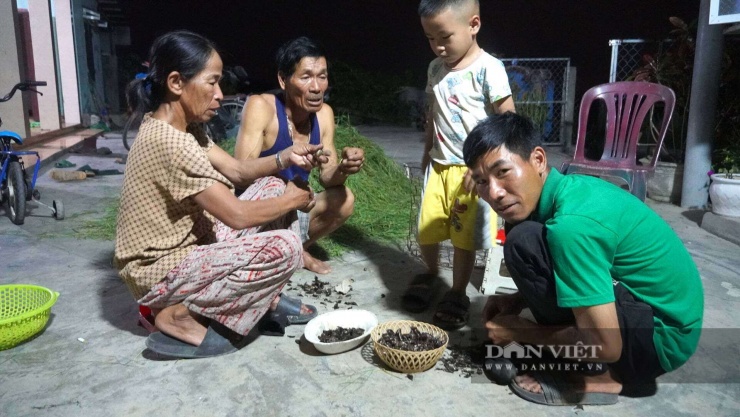 Gia đình anh Lành loại bỏ cánh và càng của con bù rầy trước khi đem bán. Ảnh: Ngọc Vũ.