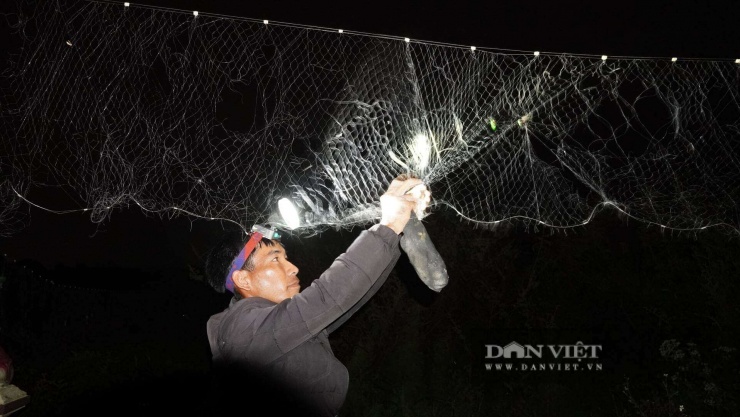 Anh Lê Văn Lành, trú thôn Tân Minh, xã Cửa Việt, tỉnh Quảng Trị bắt những con bù rầy mắc lưới. Ảnh: Ngọc Vũ.