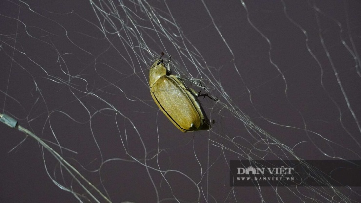 Bù rầy mắc lưới sẽ không thể thoát ra. Ảnh: Ngọc Vũ.