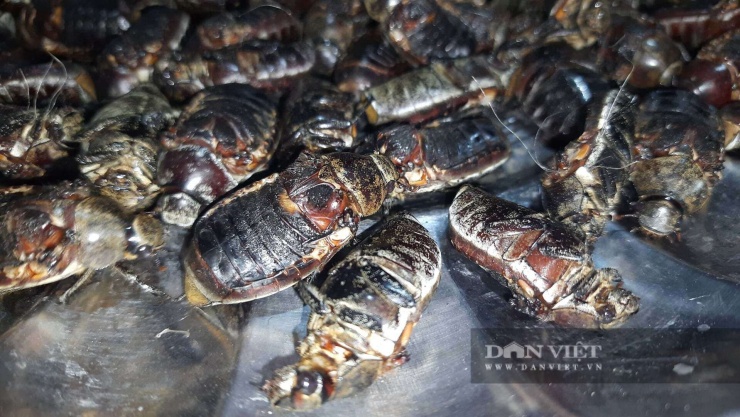 Những con bù rầy đã được loại bỏ cánh và càng bán với giá 2.000 đồng đến 2.500 đồng mỗi con. Ảnh: Ngọc Vũ.