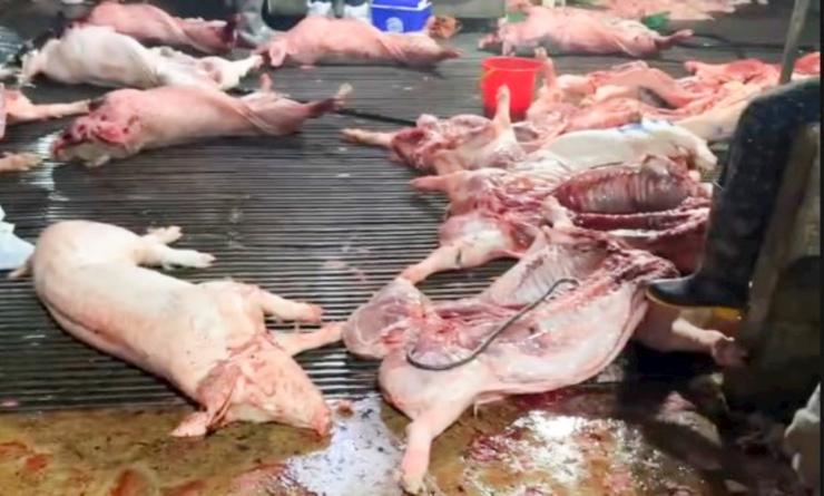 Hiện trường lò giết mổ Vạn Phúc, xã Phù Nam