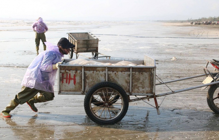 Sứa biển năm nay xuất hiện nhiều, con to, thịt dày, chất lượng tốt hơn so với năm trước. “Chỉ cần kéo lưới là gần như đầy khoang, ai cũng vui vì trúng đậm", một ngư dân vui vẻ chia sẻ.