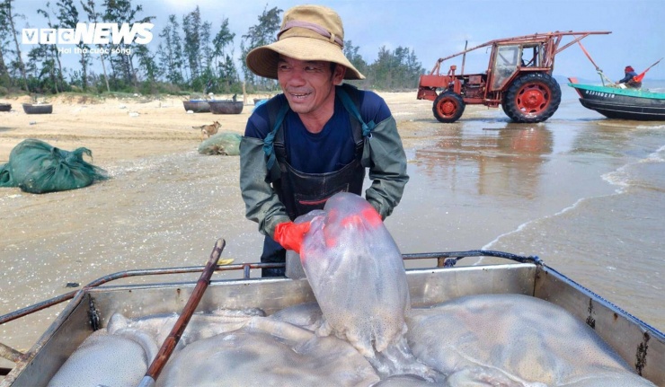 Theo ngư dân xã Hải Châu, sứa biển là loài dễ khai thác, không đòi hỏi kỹ thuật phức tạp nhưng phụ thuộc lớn vào điều kiện thời tiết và dòng chảy. Mỗi ngày, các bè mảng có thể đi 1 - 2 chuyến, linh hoạt theo con nước, thường khai thác ở vùng cách bờ từ 1 - 4 hải lý.