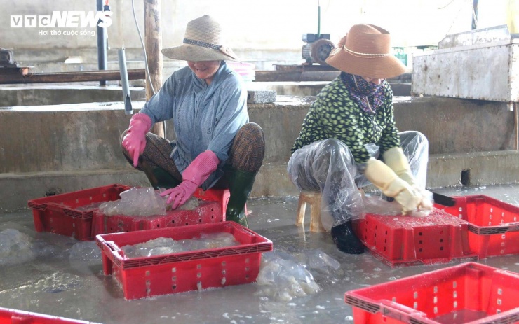 Sau khi cập bờ, sứa được tập kết ngay trên bãi biển để bán cho thương lái. Nhờ có hệ thống cơ sở chế biến tại chỗ, việc tiêu thụ diễn ra nhanh chóng, thuận lợi.