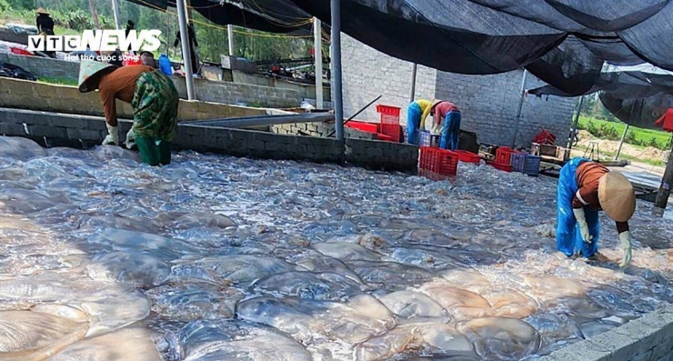 Một chủ cơ sở chế biến sứa tại xã Hải Châu cho biết, mỗi ngày đơn vị thu mua hơn 200 tấn sứa của ngư dân. Sứa sau khi thu mua sẽ được phân loại, xử lý qua nhiều công đoạn như làm sạch, quay ly tâm, loại bỏ tạp chất trước khi đưa ra thị trường.