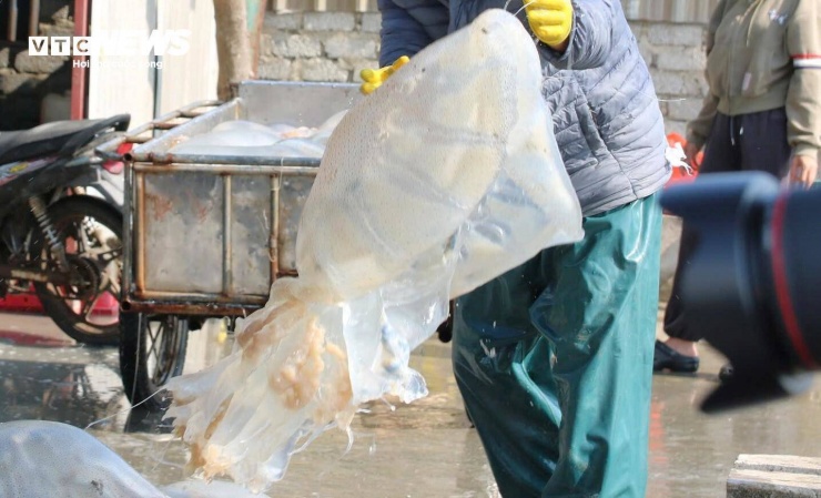 Anh Trần Văn Lợi (xã Hải Châu) cho biết, trung bình mỗi ngày bè của gia đình thu được khoảng 2 - 3 tấn sứa, có hôm trúng lớn đạt hơn 5 tấn. “Sứa tươi, đẹp nên thương lái thu mua ngay tại bãi, sau khi trừ chi phí, mỗi ngày có thể thu vài triệu đồng”, anh Lợi nói.