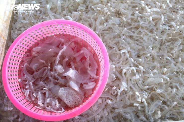 Hiện giá sứa tươi dao động từ 1.500 - 2.000 đồng/kg. Sau khi sơ chế, giá trị sản phẩm tăng lên 20.000 - 30.000 đồng/kg, mang lại hiệu quả kinh tế cao hơn.