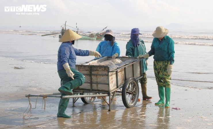 Mùa sứa năm nay đến sớm, tạo điều kiện để ngư dân tận dụng thời tiết thuận lợi ra khơi khai thác. Toàn xã hiện có gần 300 bè mảng tham gia đánh bắt, từ đầu năm đến nay sản lượng đạt hàng nghìn tấn.