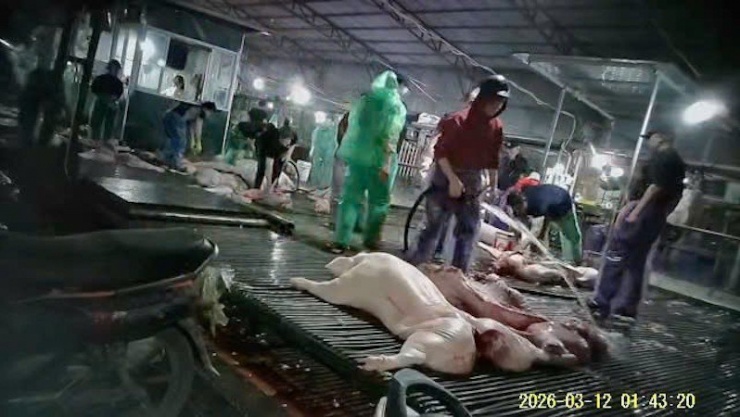 Công an Hà Nội kiểm tra phát hiện tại lò mổ của Nguyễn Thị Hiền (xã Nam Phù, Hà Nội) bán thịt lợn có dấu hiệu nhiễm bệnh.