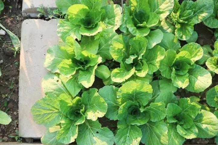 Loại rau xưa mọc đầy vườn chẳng ai ăn, nay được coi như "nhân sâm nhà nghèo" giá chỉ 3.000 đồng/ mớ