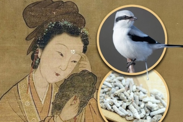 Vì sao Từ Hi Thái hậu sử dụng phân động vật để làm đẹp?