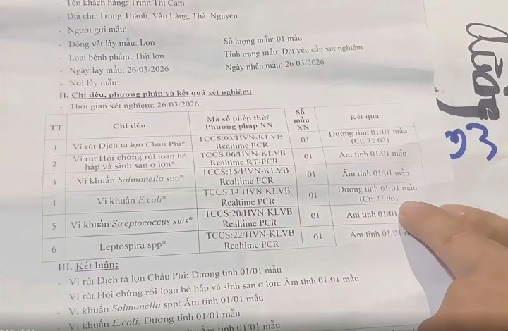 Phiếu xét nghiệm có 2 mẫu dương tính với vi khuẩn E.coli và virus dịch tả lợn châu Phi.