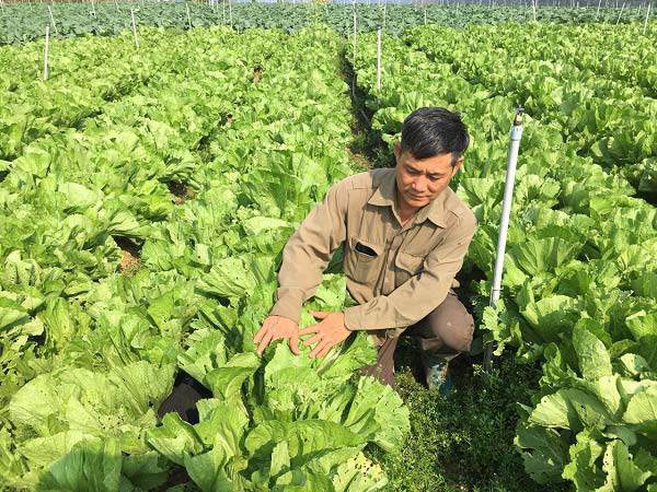 Hình ảnh những luống cải bẹ xanh mơn mởn đã trở nên quen thuộc ở khắp các vùng quê Bắc Bộ. Không chỉ dễ trồng, dễ chế biến, loại rau dân dã này còn mang lại nhiều lợi ích cho sức khỏe, đặc biệt trong mùa lạnh.