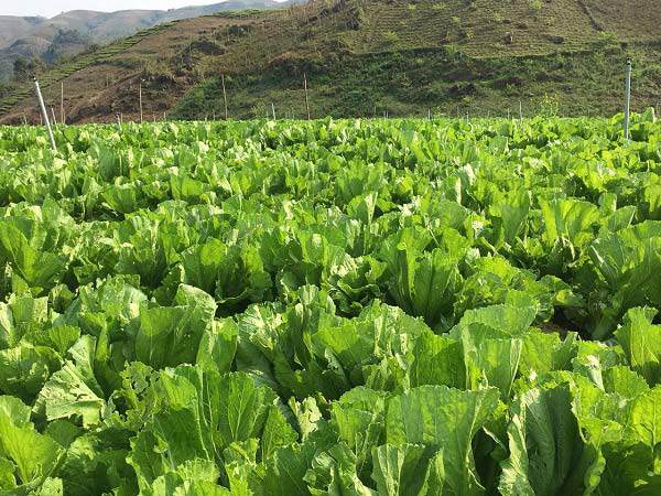 Cải bẹ xanh, còn gọi là cải xanh hay cải cay, thuộc họ Cải, có thời gian sinh trưởng ngắn, chỉ khoảng 40–50 ngày. Tùy theo giống, cây có thân to hoặc nhỏ, lá xanh đậm hoặc xanh non, vị cay nhẹ đặc trưng.