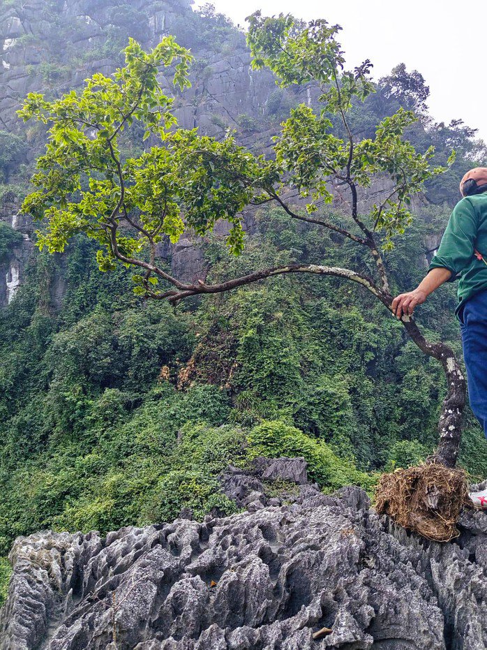 Cây cảnh muội hồng thường sống trên núi đá, việc leo trèo đi "săn cây" rất nguy hiểm